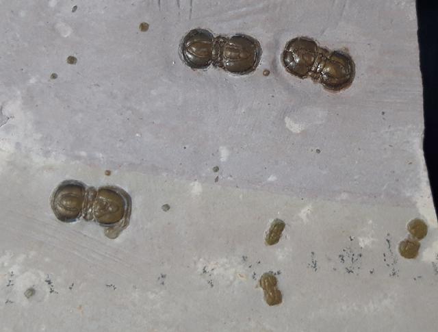 Peronopsis interstricta (WHITE 1874) - Bild &copy; FossNet FossilienStore